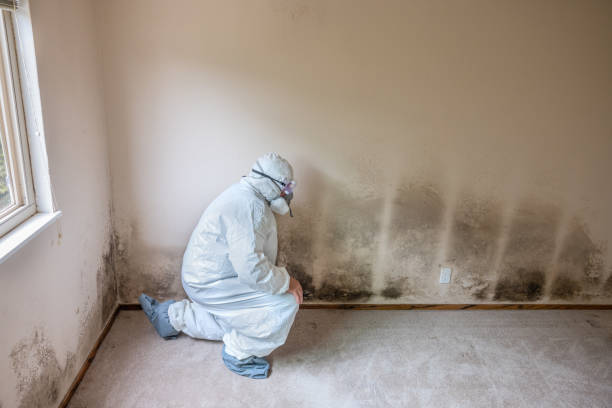 Best Mold Damage Restoration  in Berry Hill, TN